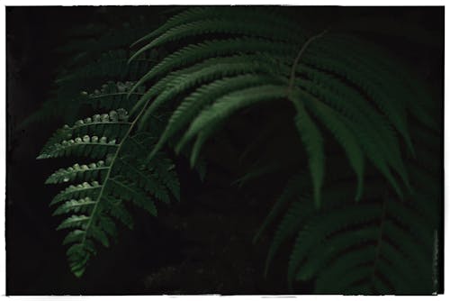 Close-up of Dark Green Fern Leaves 