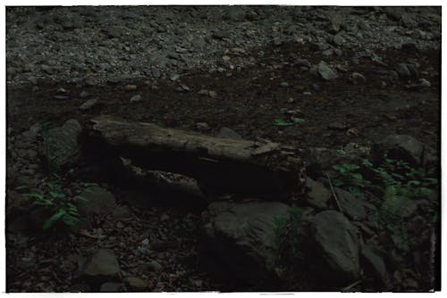 Close-up of a Rocky Pathway in the Forest