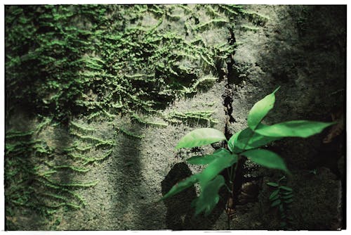 Close-up of Moss and Plants on a Rocky Surface 