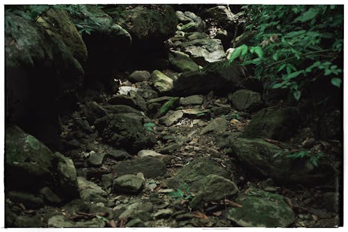 Close-up of a Rocky Pathway in the Forest 