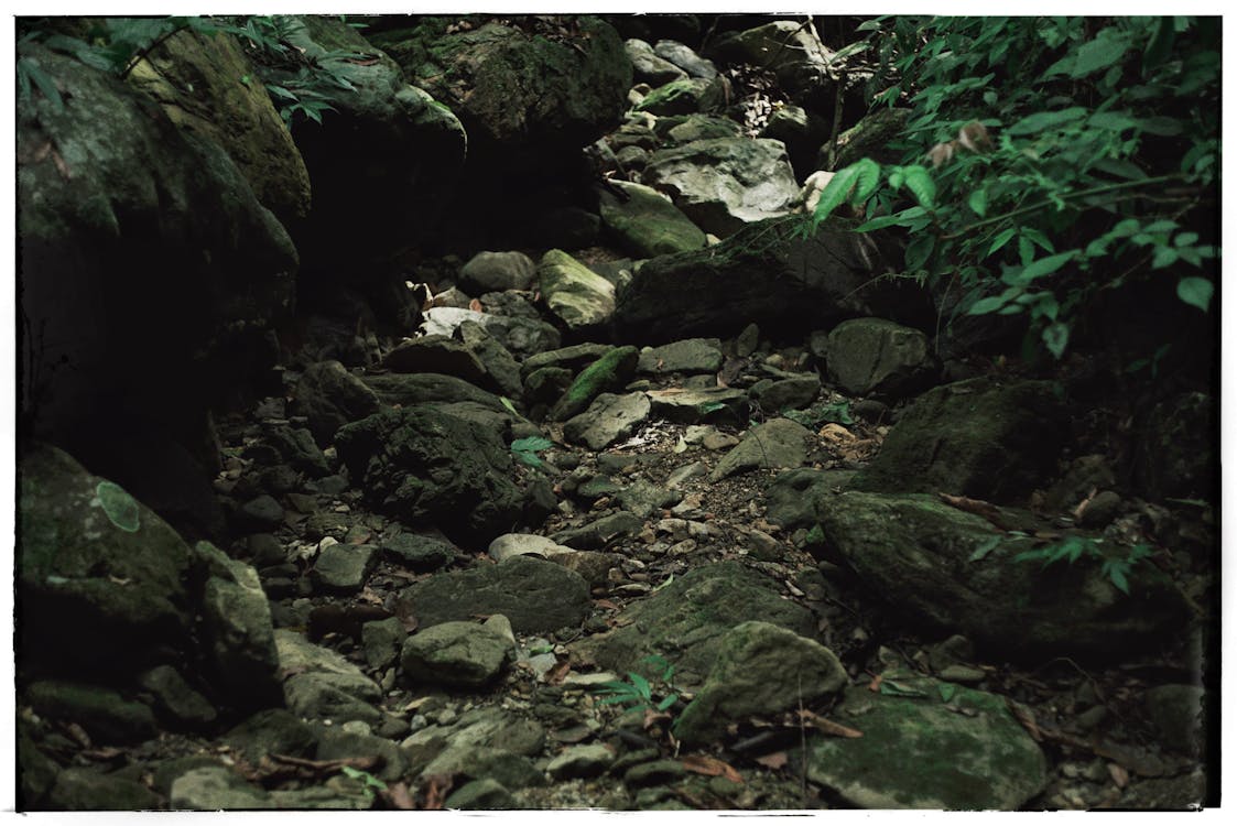 Close-up of a Rocky Pathway in the Forest 