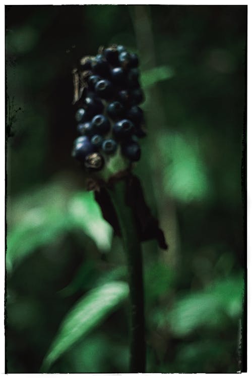 Close-up of a Plant with Dark Berries 