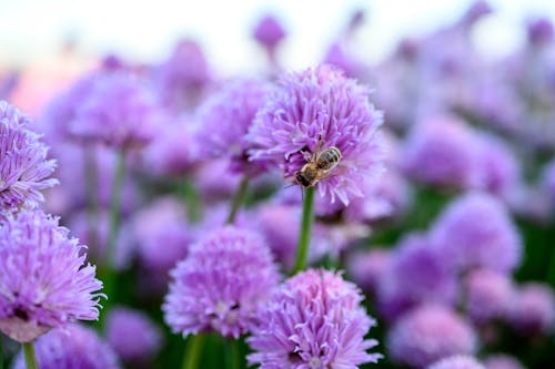 Foto d'estoc gratuïta de abella, flora, florir
