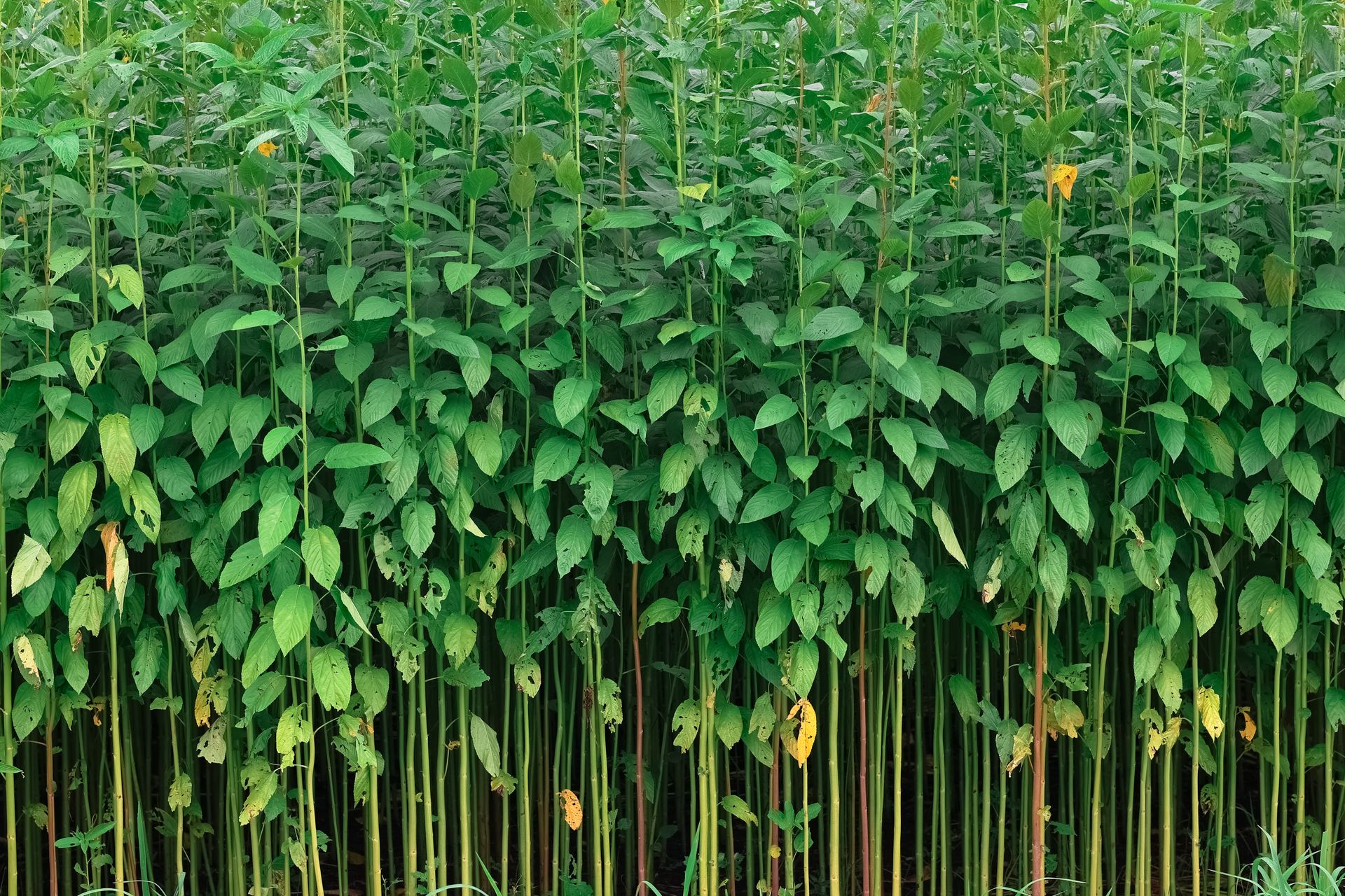 A vibrant field of tall plants with green leaves in Pabna, Bangladesh, showcasing nature's abundance.