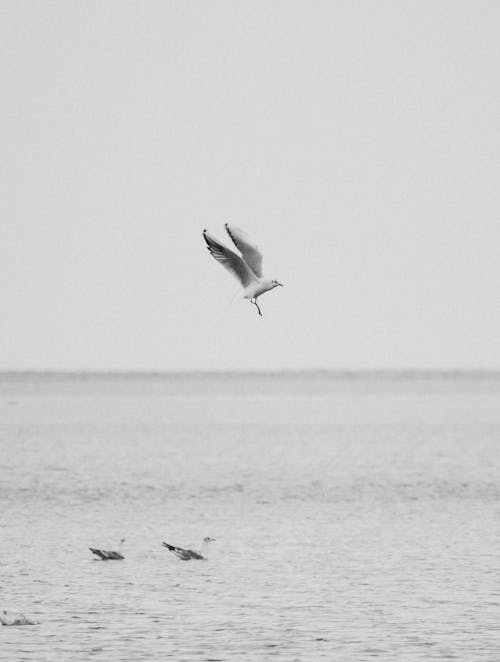 Seagull Flying over Sea 