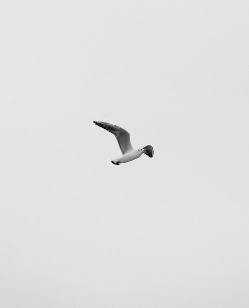 Seagull Flying on Sky