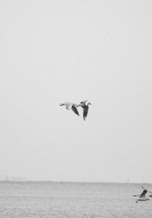 Flying Seagulls in Black and White