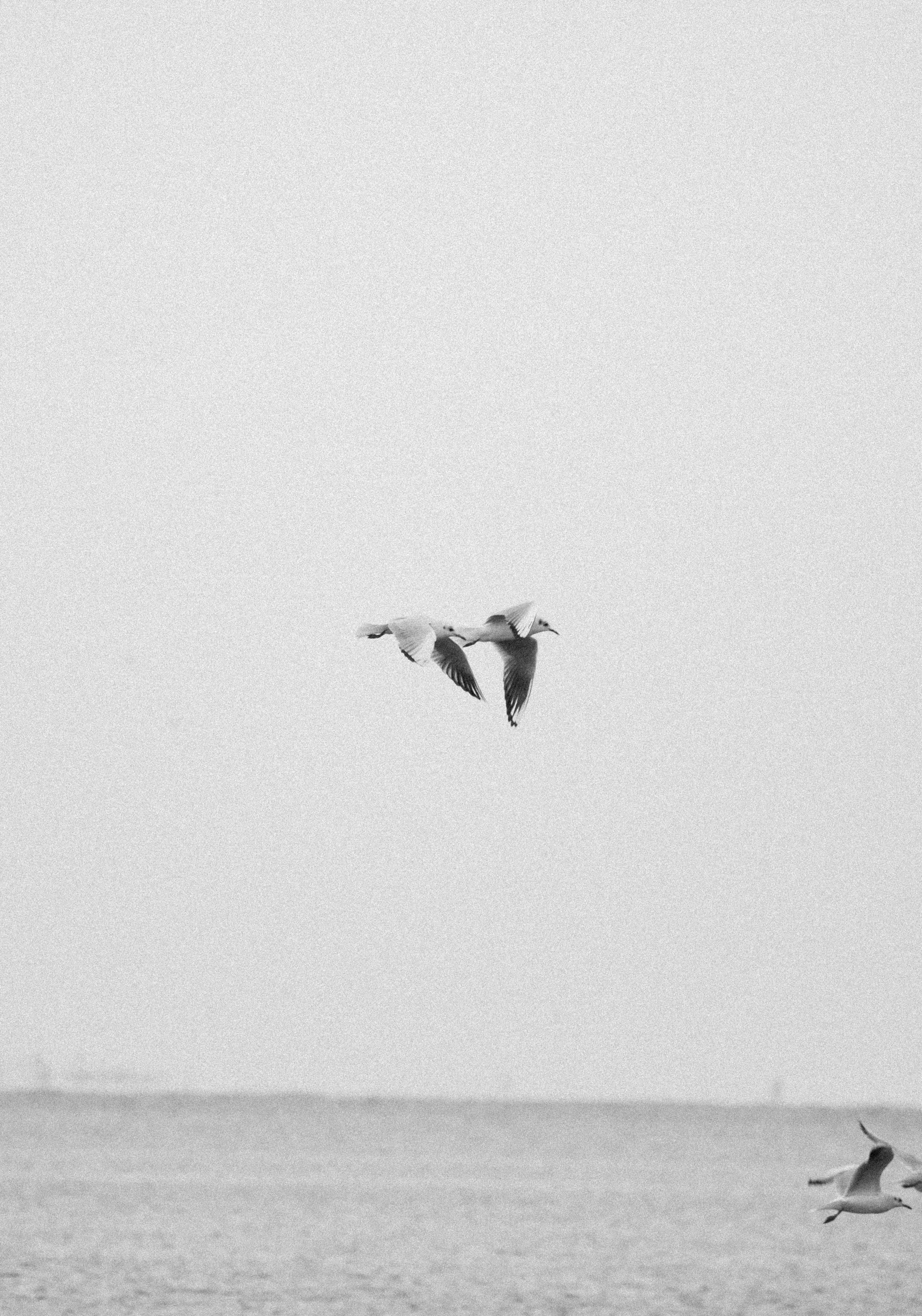 Flying Seagulls in Black and White · Free Stock Photo