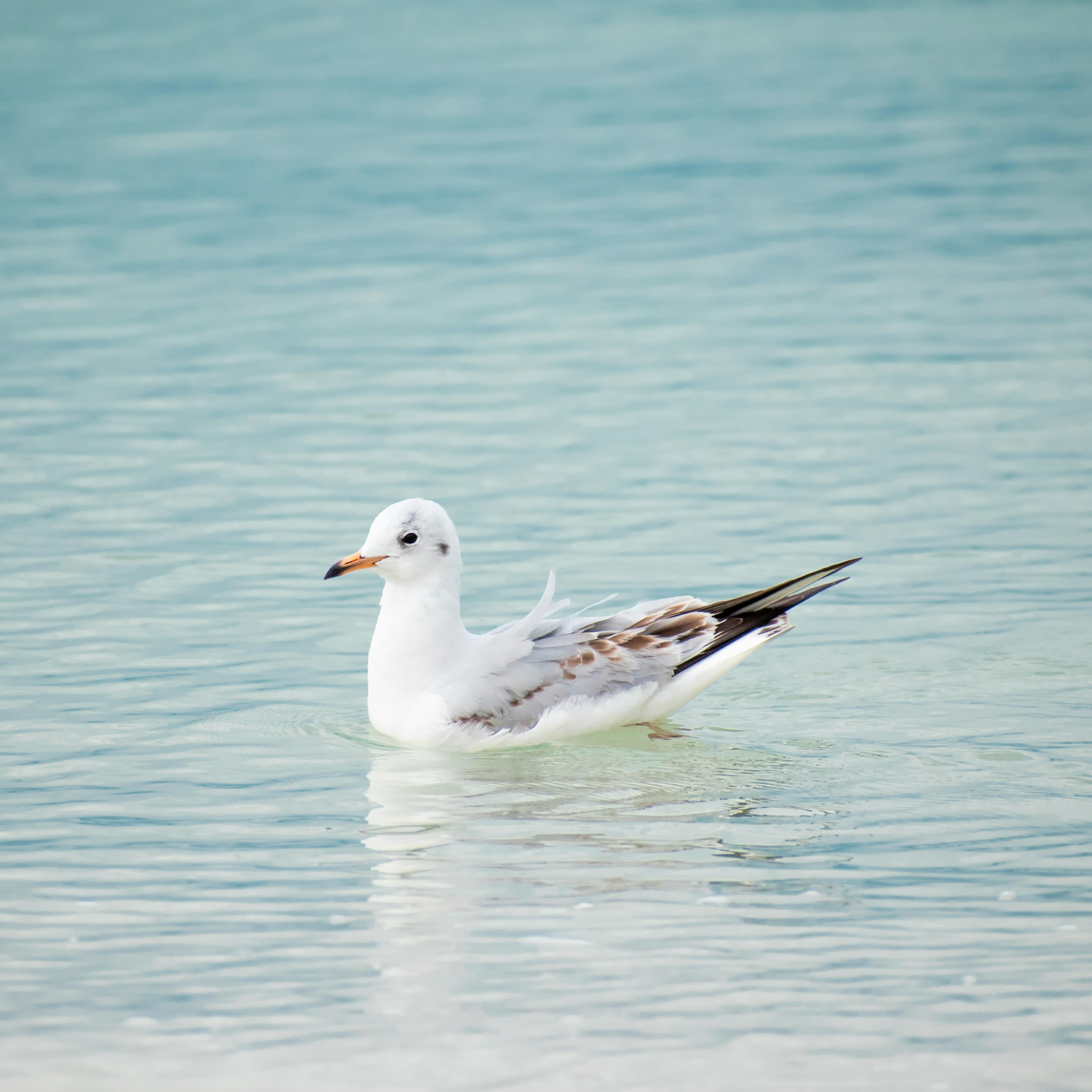 seagull on water