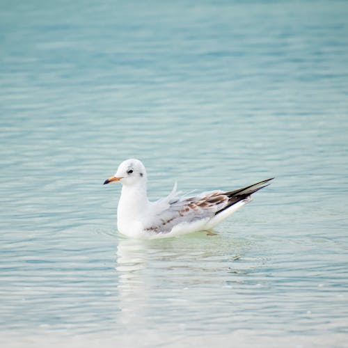 Seagull on Water