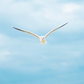 “Faith is the bird that feels the light when the dawn is still dark.”