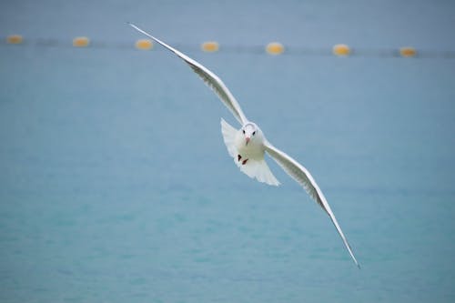 Seagull Flying over Sea