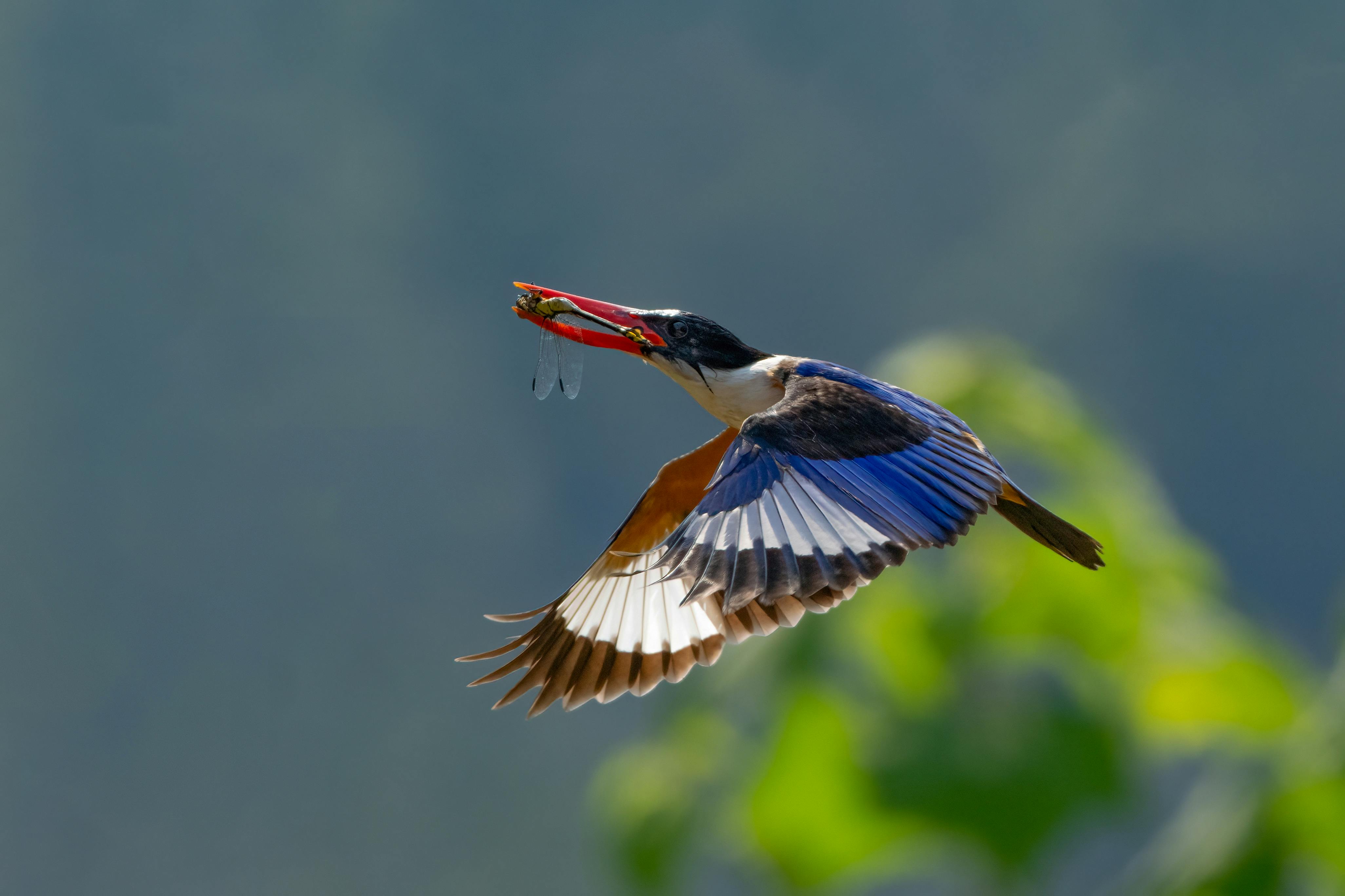 The Kingfisher with a Dragonfly