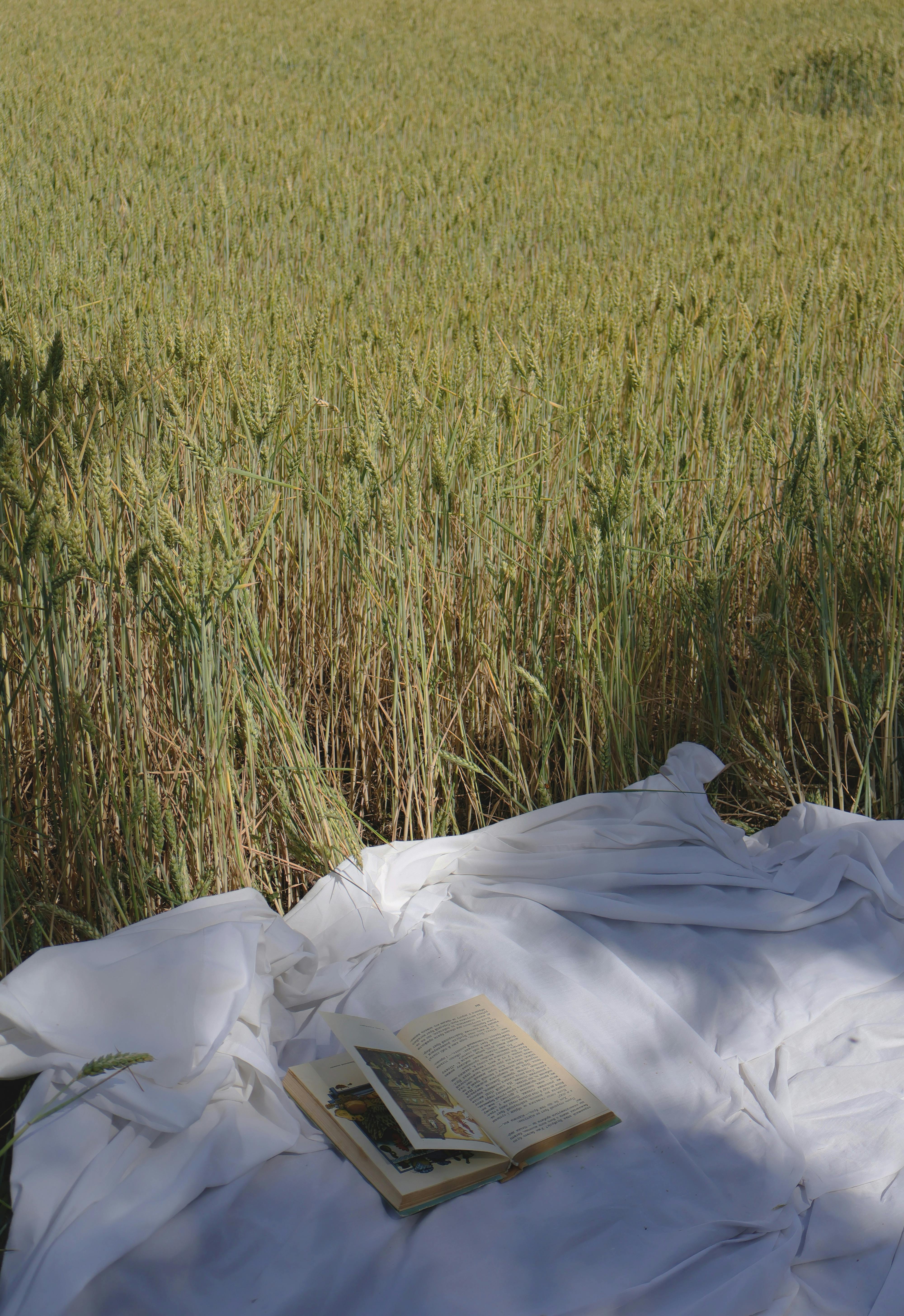 A peaceful setting with an open book on a blanket in a lush wheat field.
