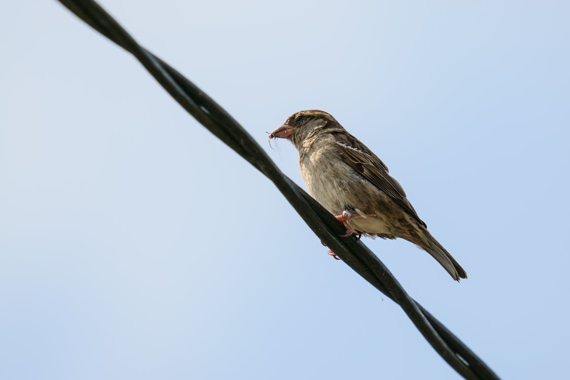 A Sparrow Perching on a Power Cable 