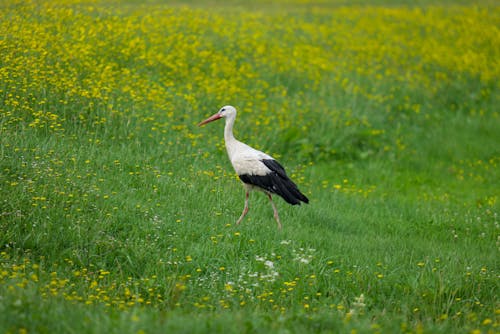 Stork Walking on a Field
