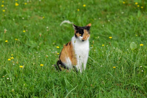 A Tricolor Cat on the Grass Field 