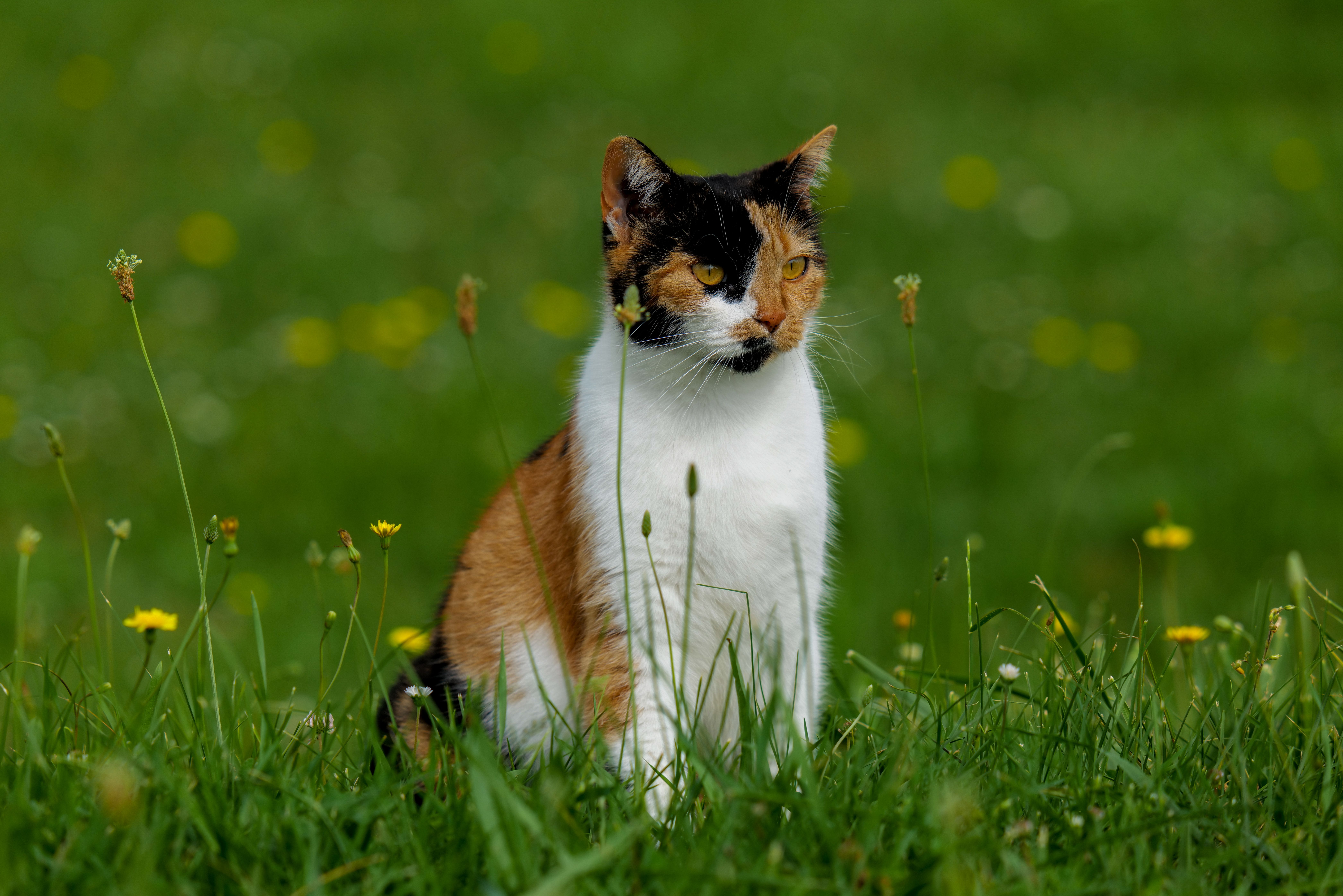 A Tricolor Cat on the Grass Field · Free Stock Photo