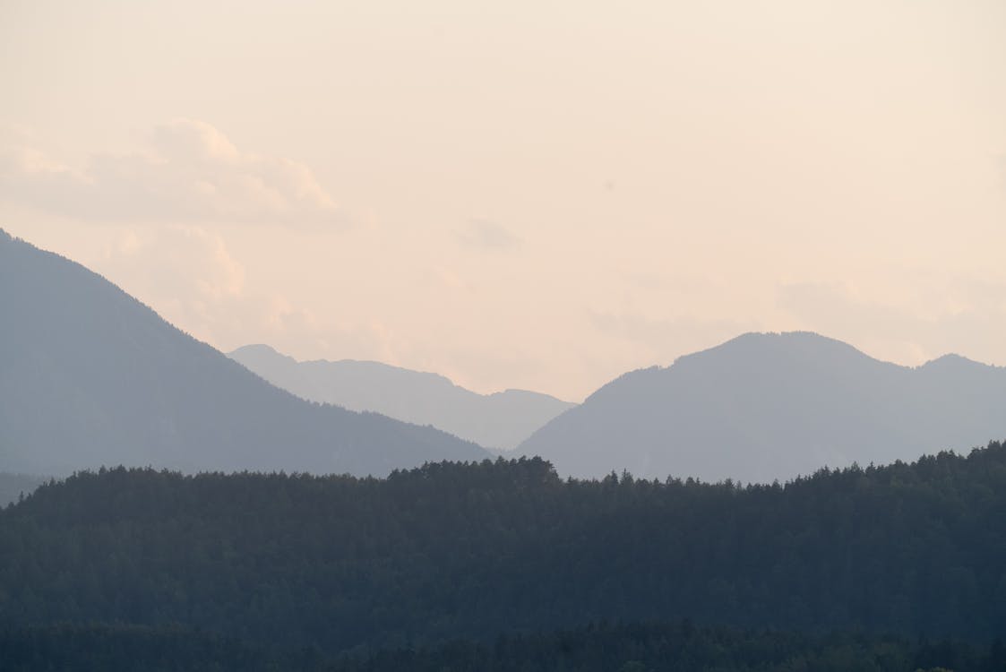 Forest and Hills behind