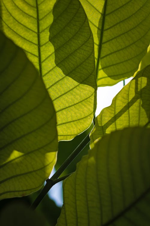 Big, Green Leaves