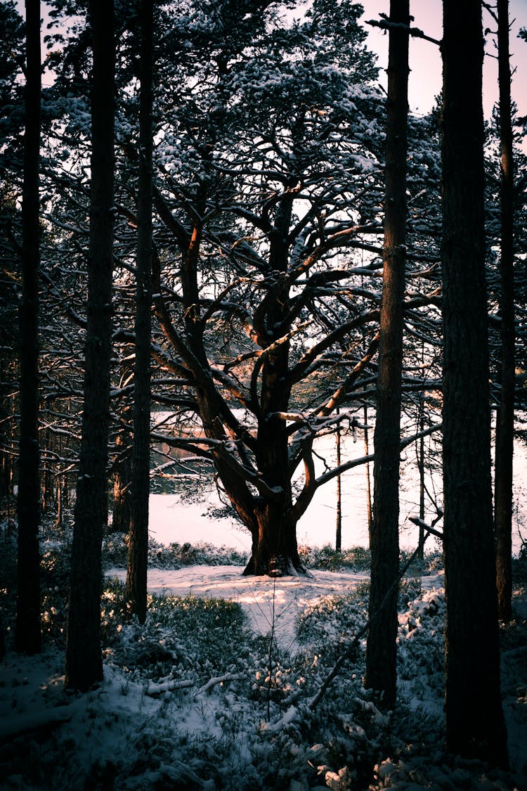 A Forest At Winter