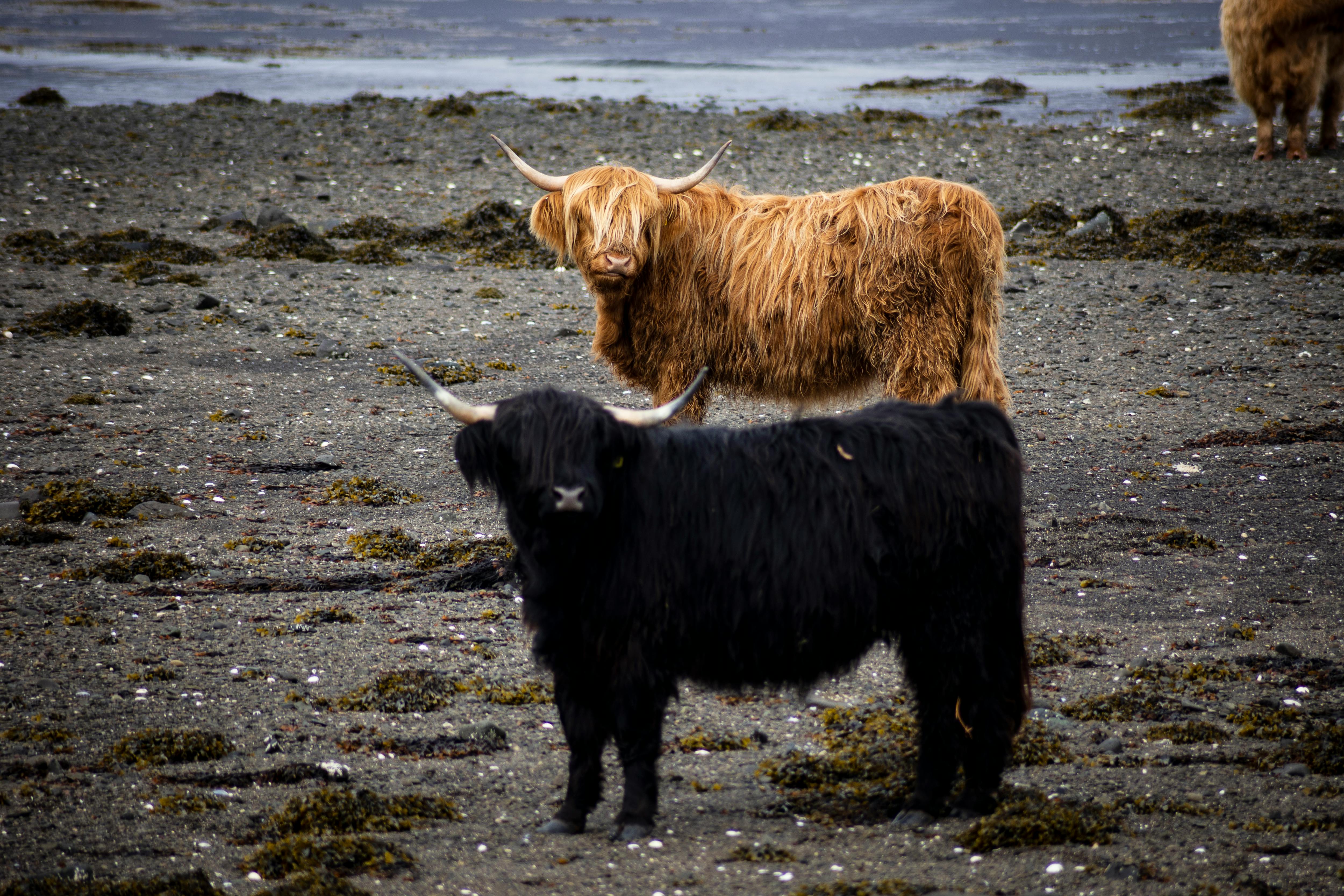 grátis Foto profissional grátis de @exterior, agricultura, agricultura tradicional Foto profissional