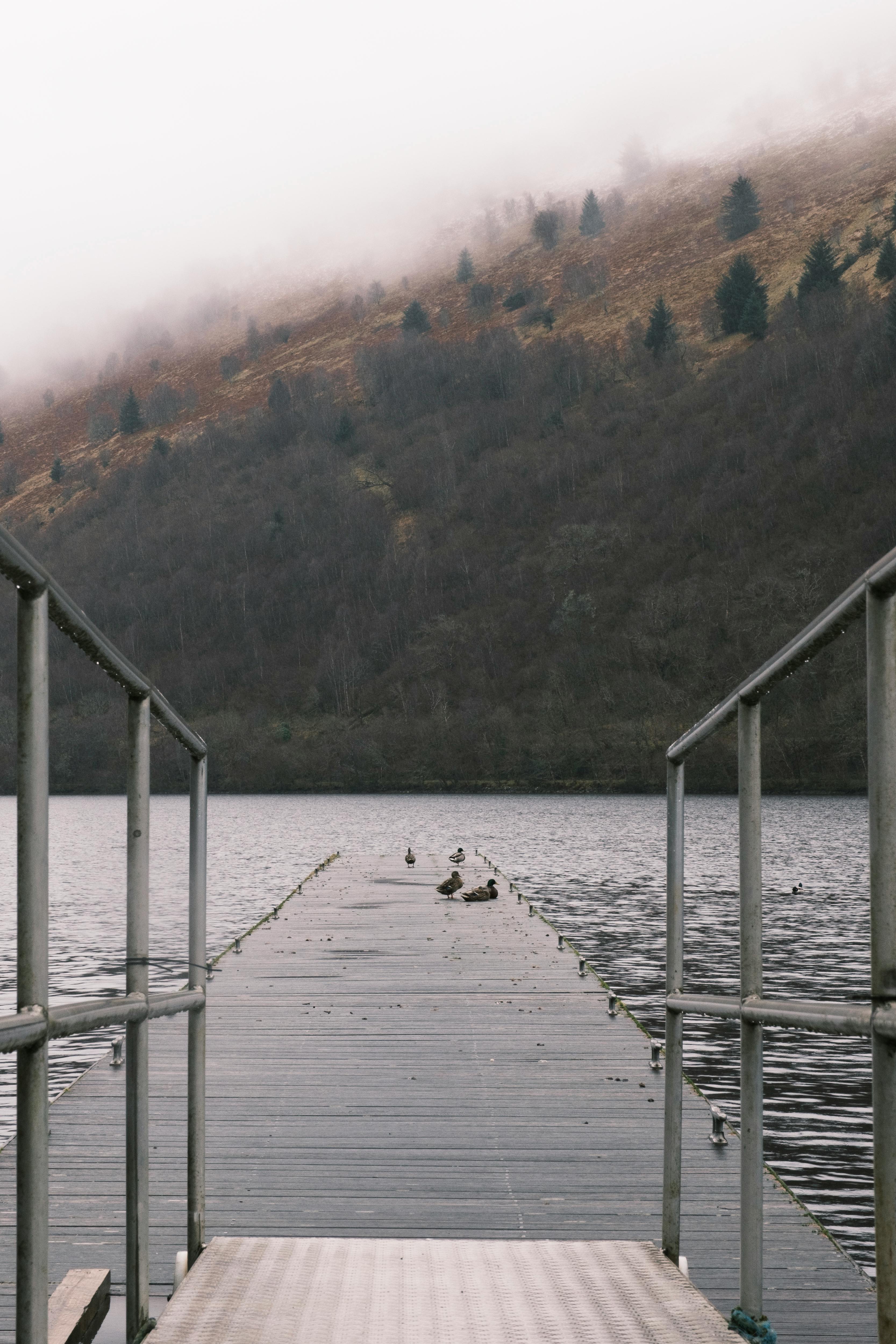 A tranquil pier extends into a calm lake, framed by misty hills and resting ducks.