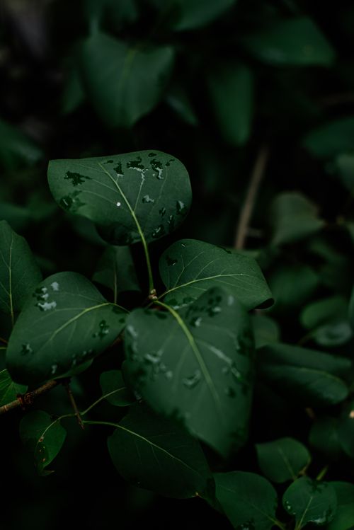 Free Vibrant green leaves covered with raindrops, evoking the freshness of nature. Stock Photo