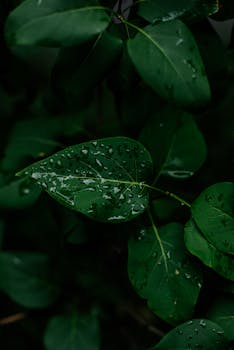 Close-up of lush green leaves with raindrops, highlighting nature's freshness and beauty.