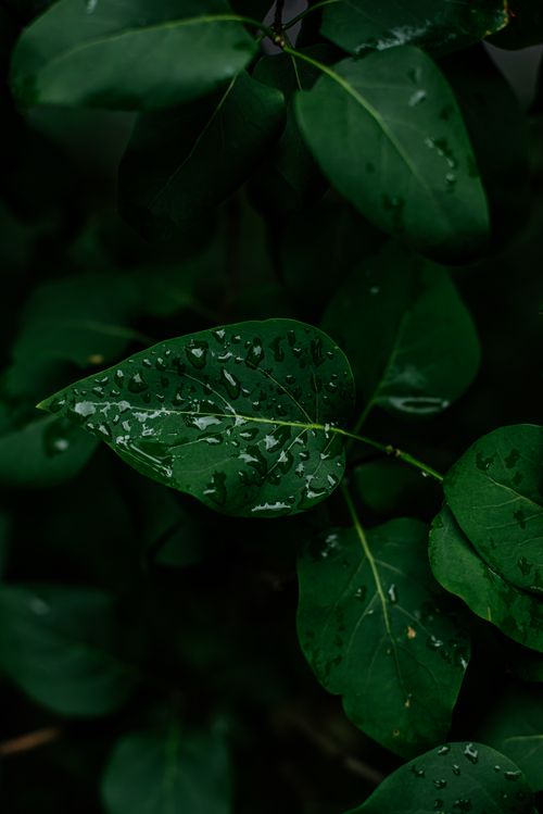 Free Close-up of lush green leaves with raindrops, highlighting nature's freshness and beauty. Stock Photo