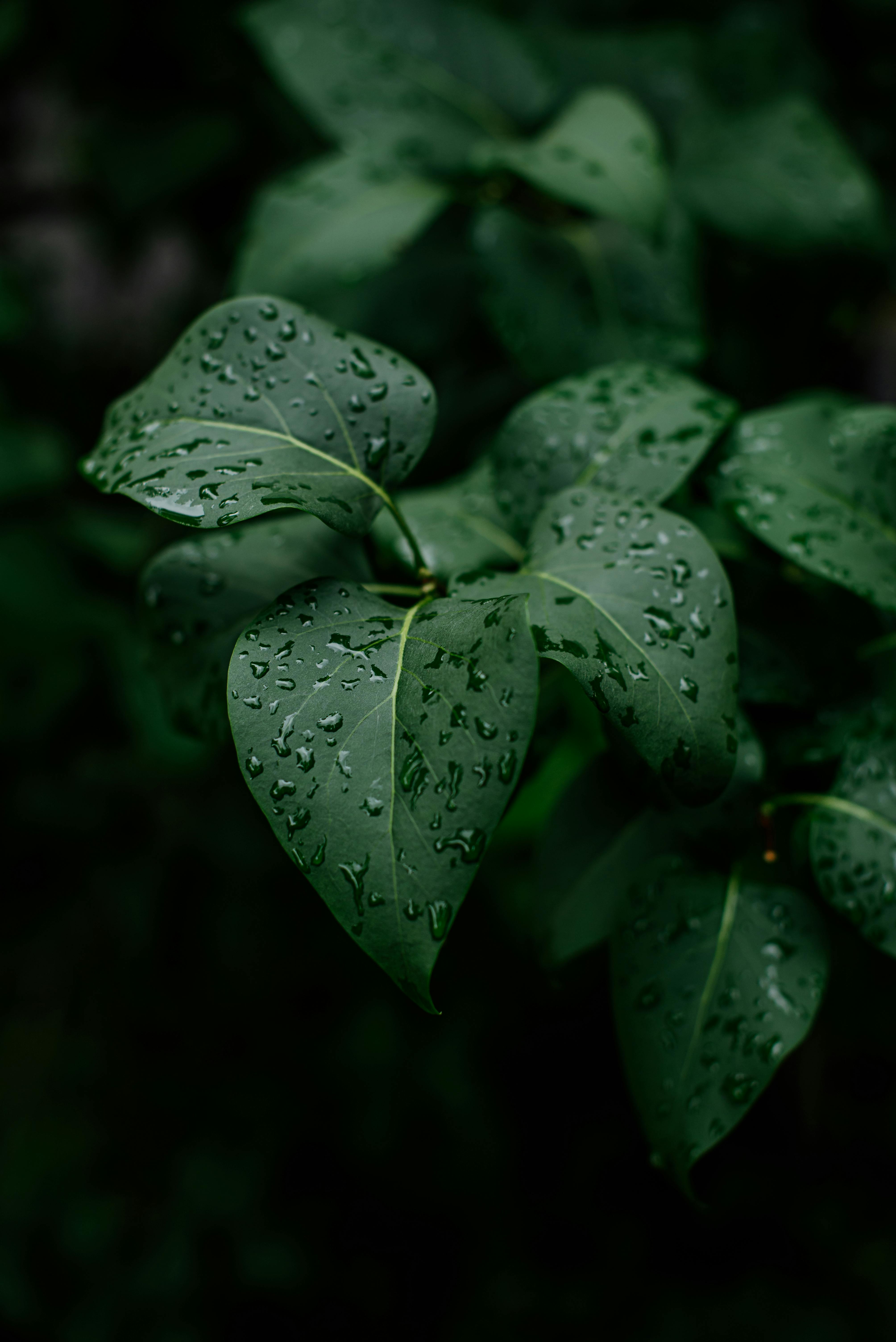 Fresh green leaves with raindrops, showcasing nature's beauty and tranquility.