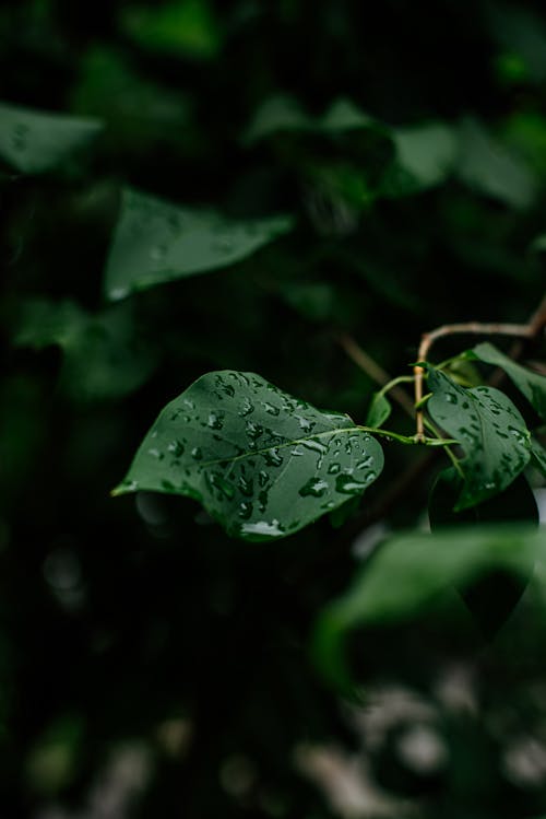 Green Leaves with Raindrops