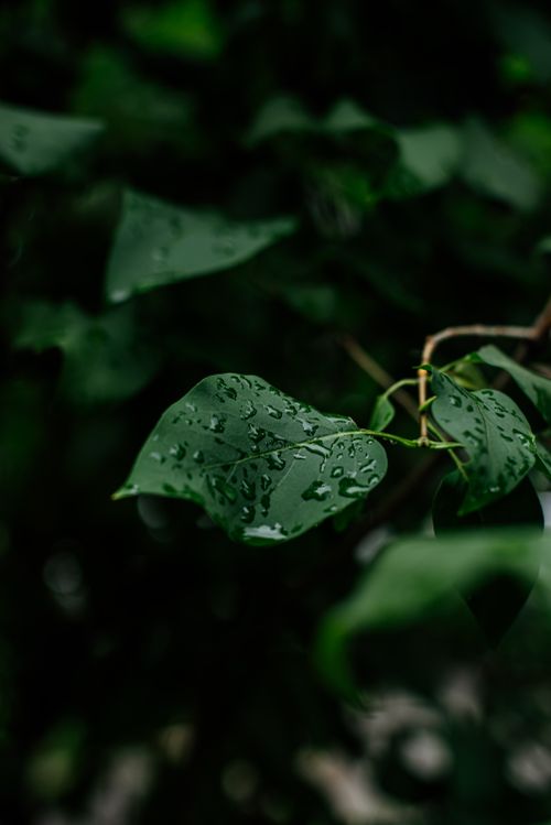 Free A serene close-up of green leaves adorned with raindrops, perfect for nature enthusiasts. Stock Photo