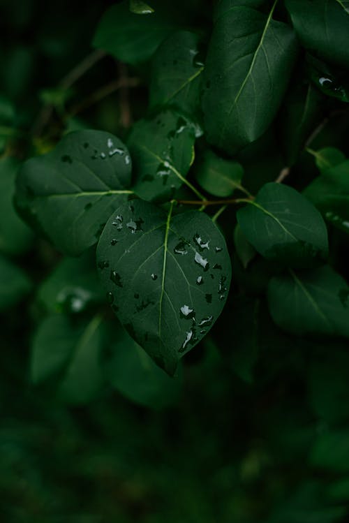 Kostnadsfri bild av färsk, grön, löv