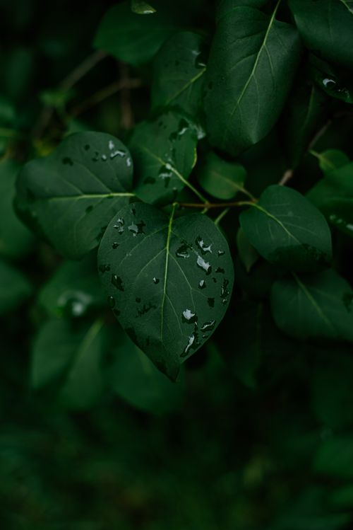 Free Close-up of fresh green leaves with water droplets after rain. Stock Photo