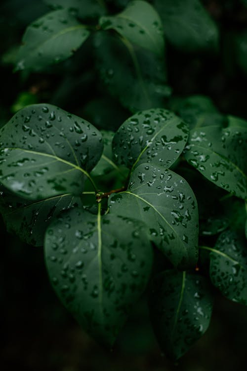 Darmowe zdjęcie z galerii z krople deszczu, liście, mokry