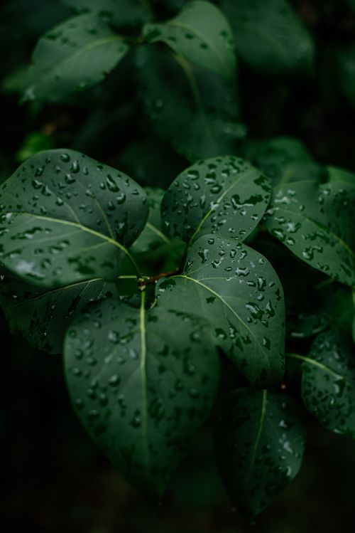 Free A captivating close-up of green leaves with raindrops, showcasing nature's freshness. Stock Photo