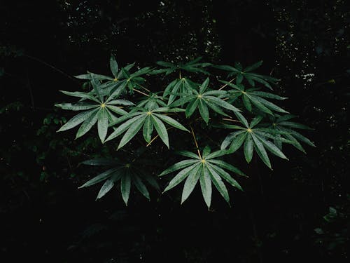 Wet Dark Green Leaves of a Plant in the Forest 
