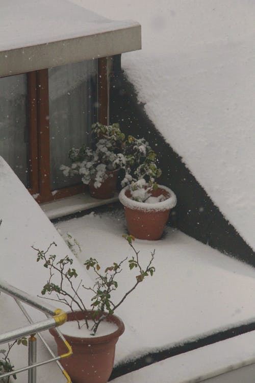 Potted Plants on a Balcony at Snowfall 