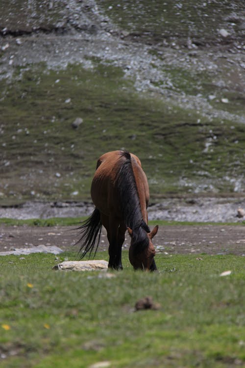 Horse Grazing on Grass