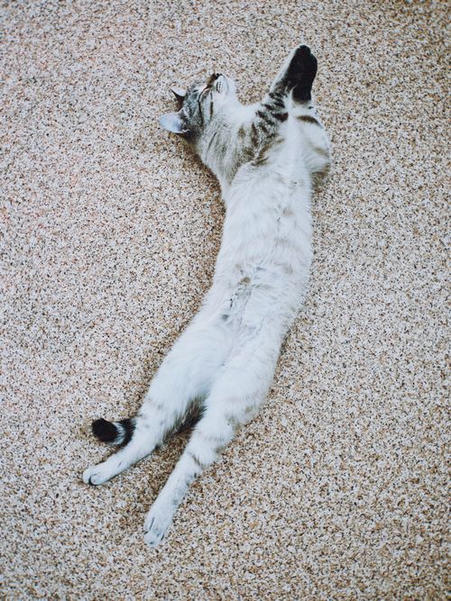 Free A serene domestic cat lies stretched out on a carpet, viewed from above. Stock Photo