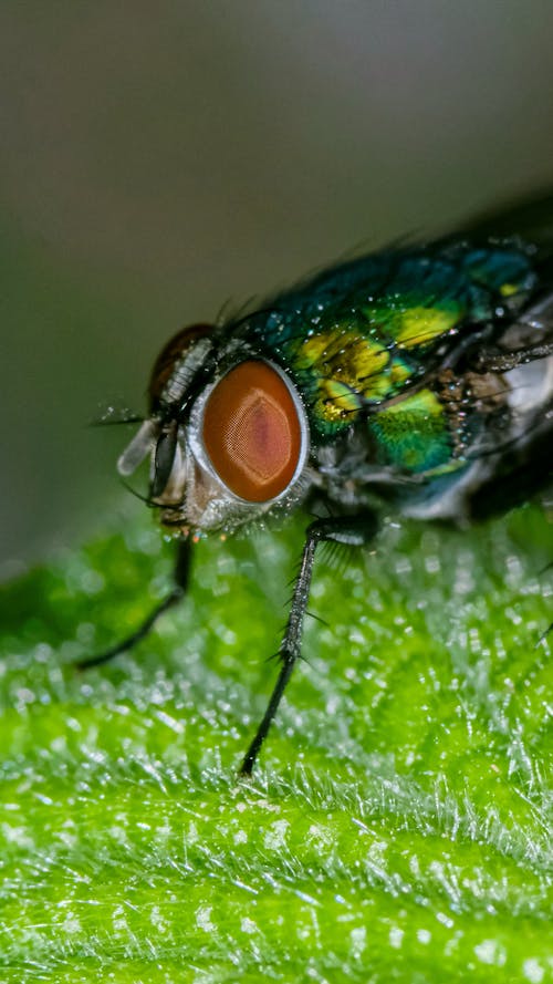 Fly on Leaf