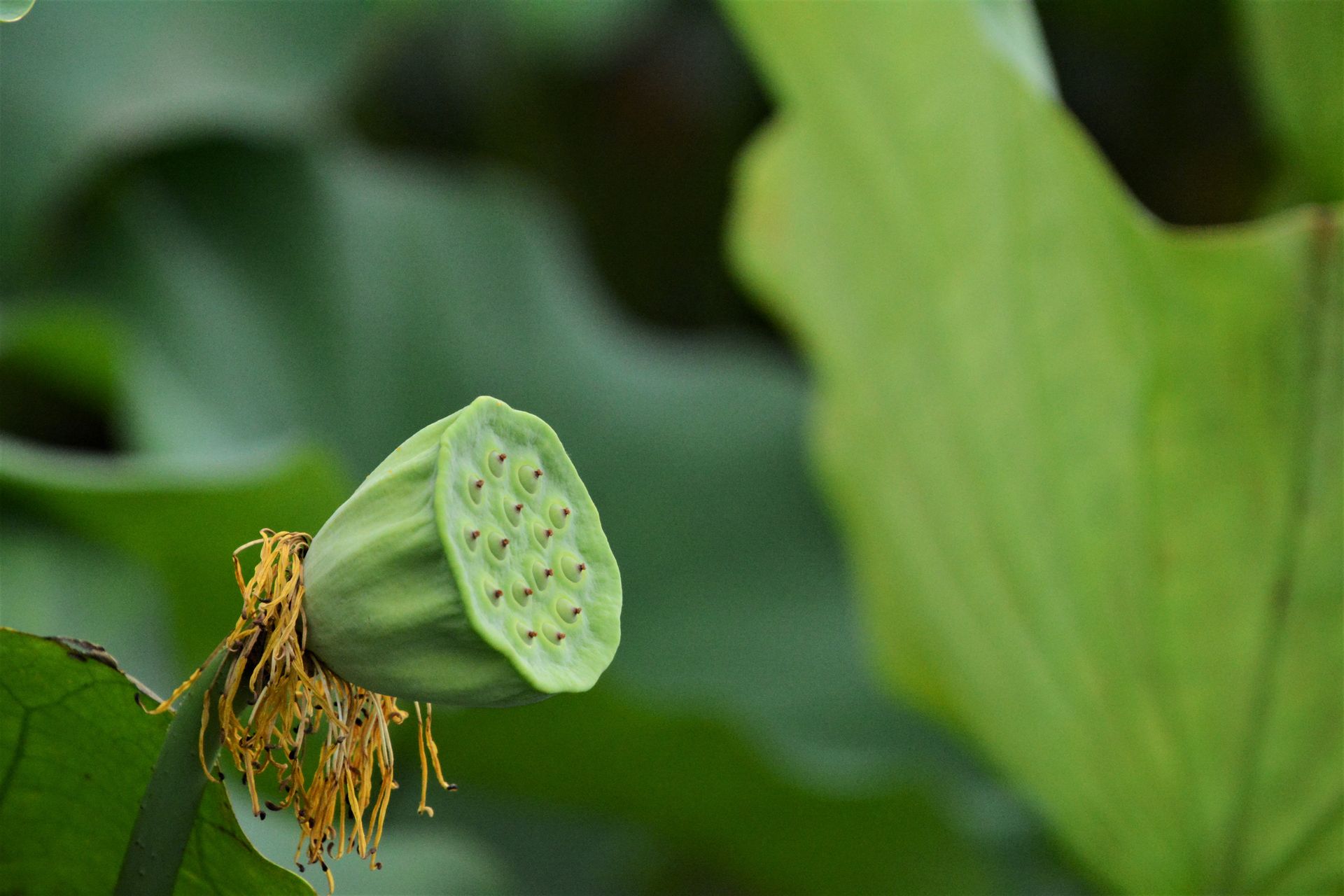 Detailed close-up image of a lotus seed pod surrounded by lush green leaves.