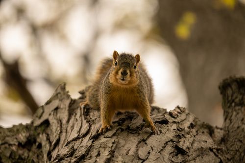 Free Squirrel perched on tree bark, captured in West Newton, MN. Perfect wildlife photography. Stock Photo