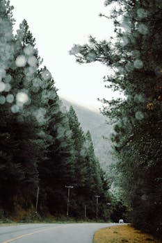 Serene road winding through the lush evergreen forests of San Carlos de Bariloche, Argentina.