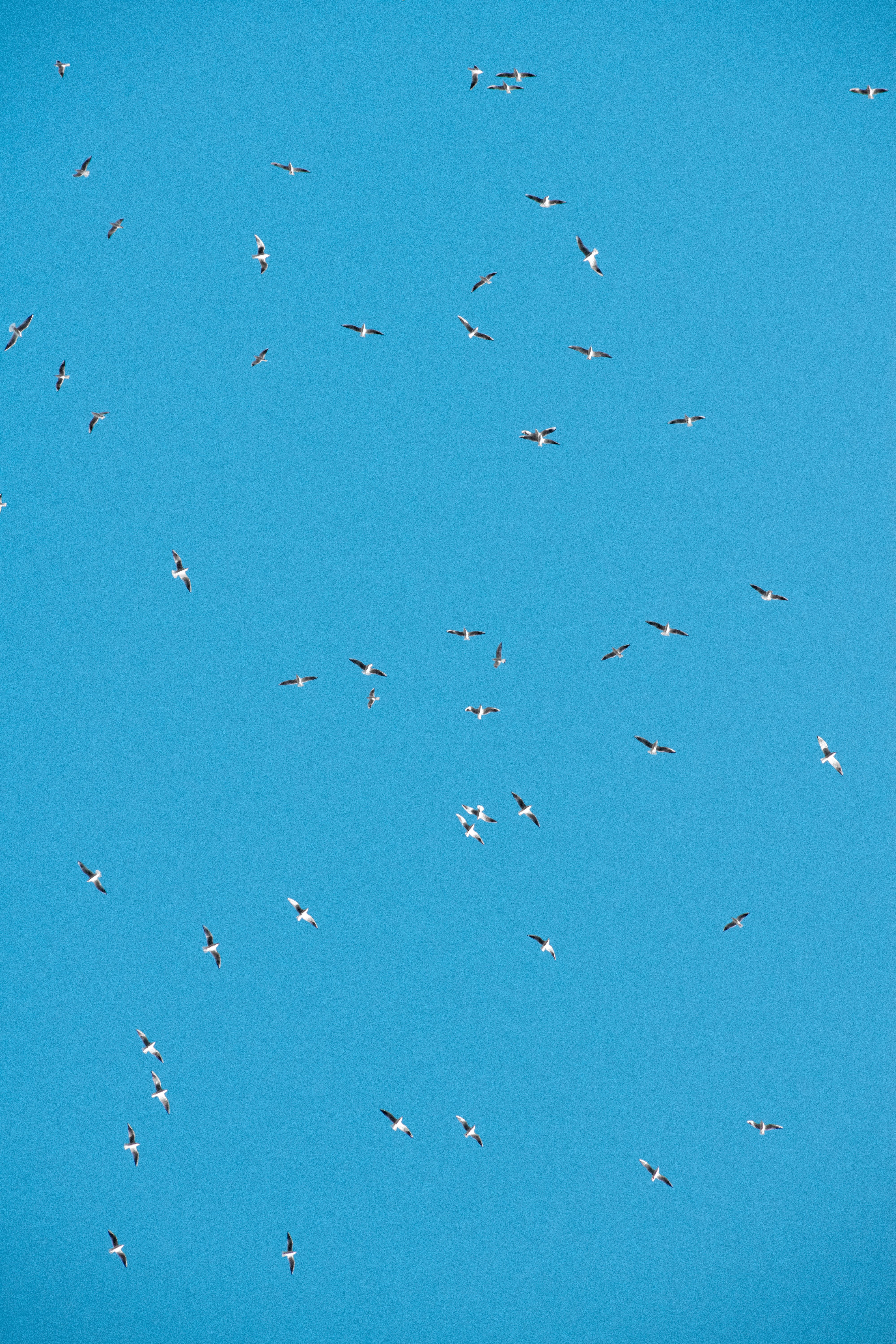 A flock of seagulls captured flying high against a clear blue sky in Dubai.