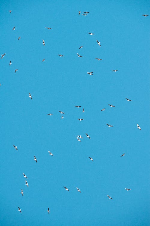 Birds Flying on Clear Sky