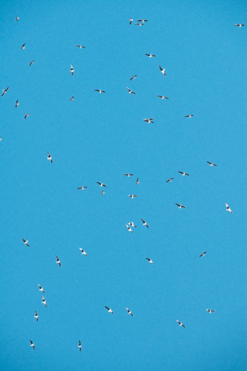 Free A flock of seagulls captured flying high against a clear blue sky in Dubai. Stock Photo
