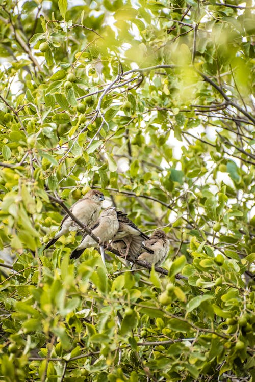 Small Birds on Tree