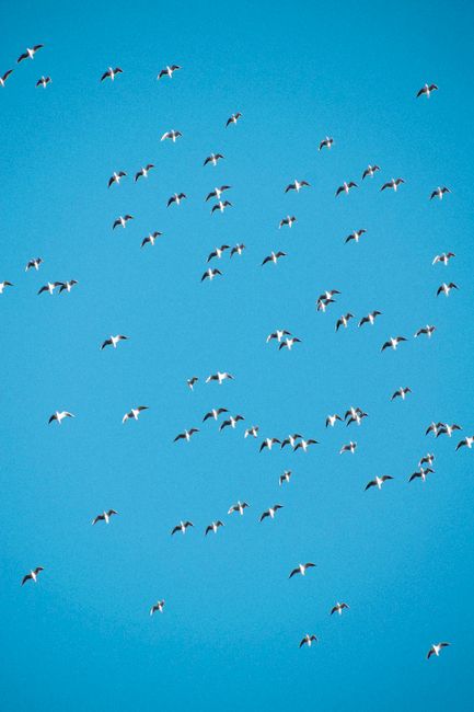 A large flock of birds soaring under a clear blue sky in Dubai.